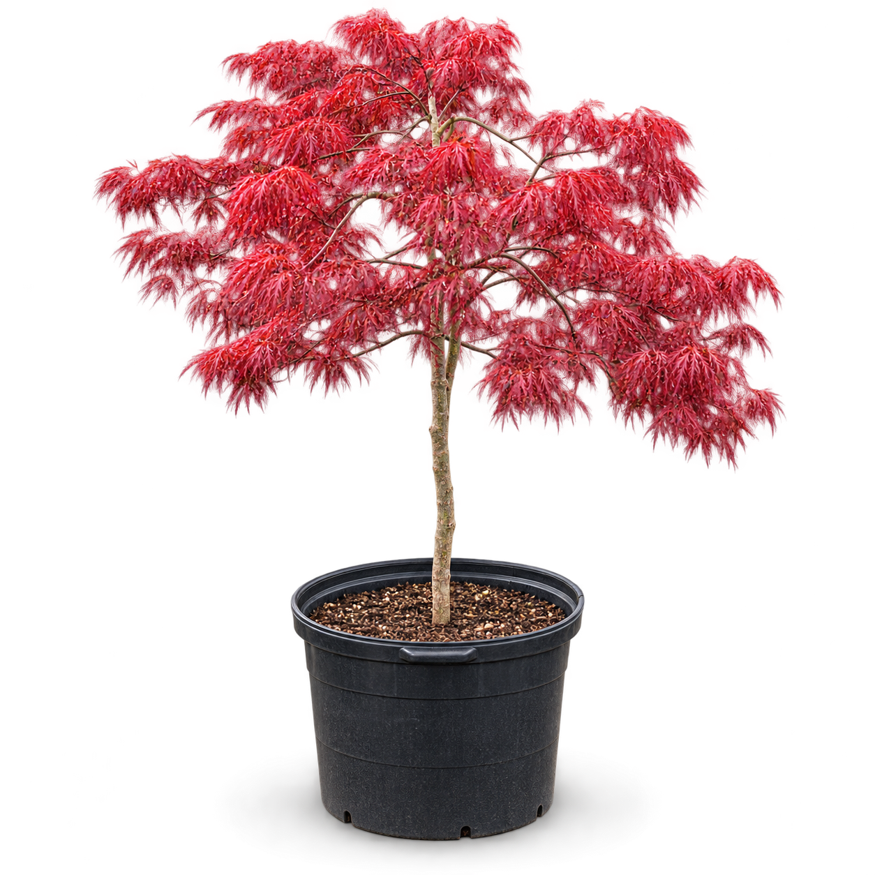 Crimson Queen Japanese Maple — 30–36" (Acer palmatum dissectum)