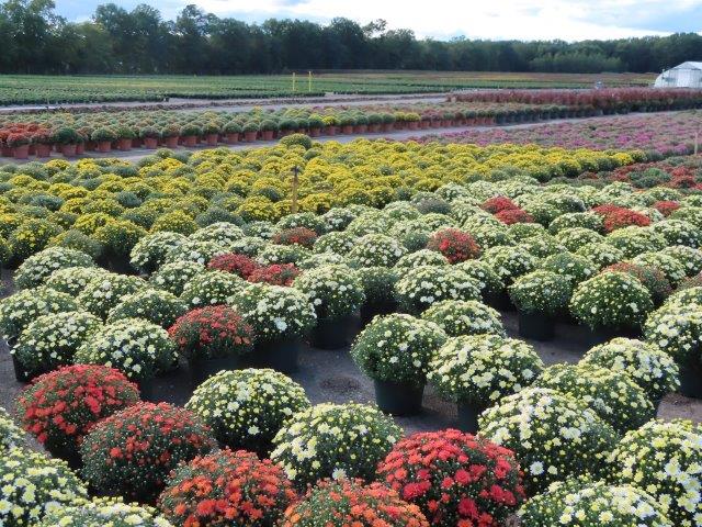 Chrysanthemums in 9" Pot — Assorted Colors