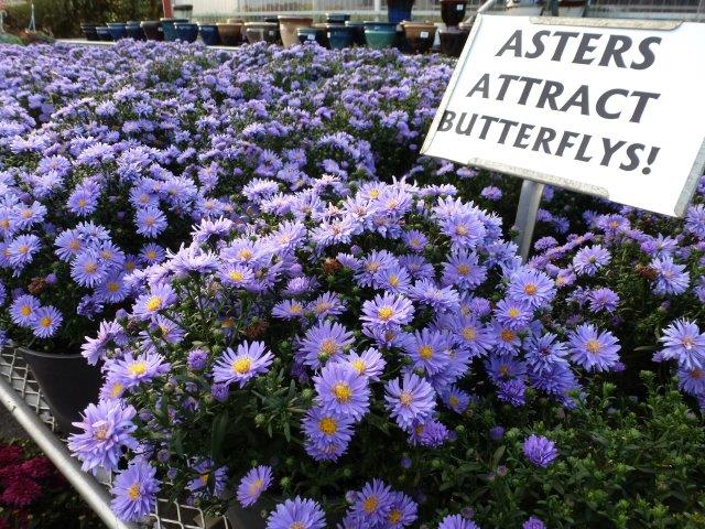 Asters in 8" Pot