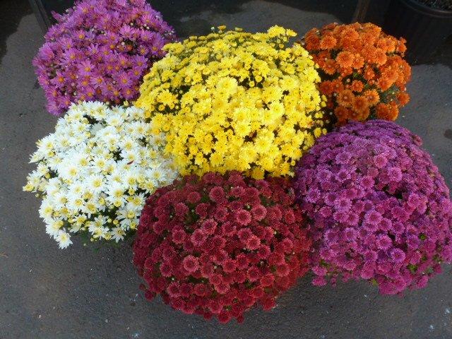 Chrysanthemums in 9" Pot — Assorted Colors