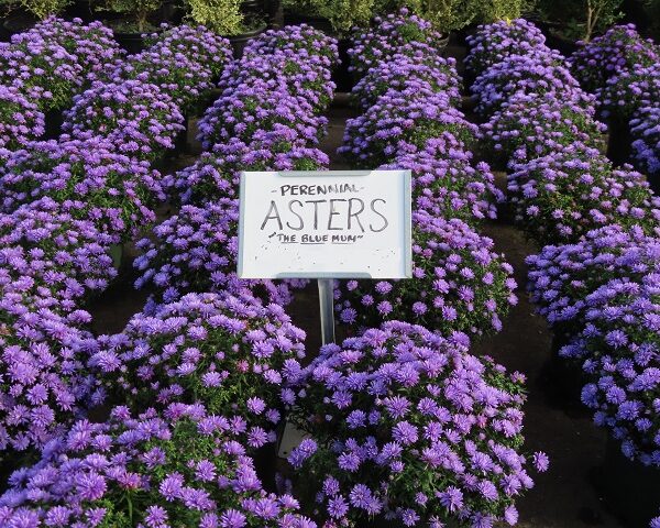 Asters in 8" Pot